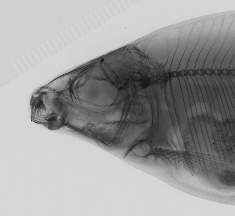 Image de Distichodus sexfasciatus Boulenger 1897