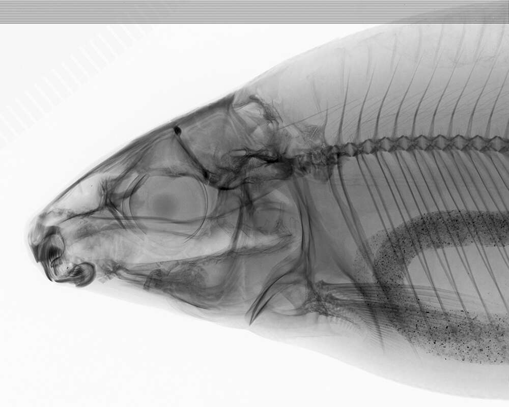 Imagem de Distichodus atroventralis Boulenger 1898