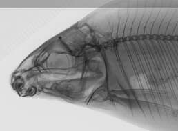 Imagem de Distichodus atroventralis Boulenger 1898