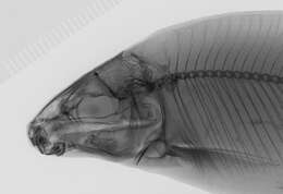 Imagem de Distichodus atroventralis Boulenger 1898