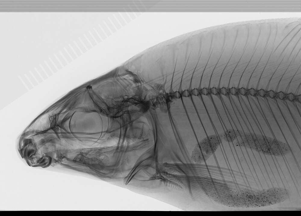 Imagem de Distichodus atroventralis Boulenger 1898