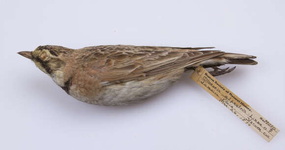 Sivun Eremophila alpestris alpestris (Linnaeus 1758) kuva