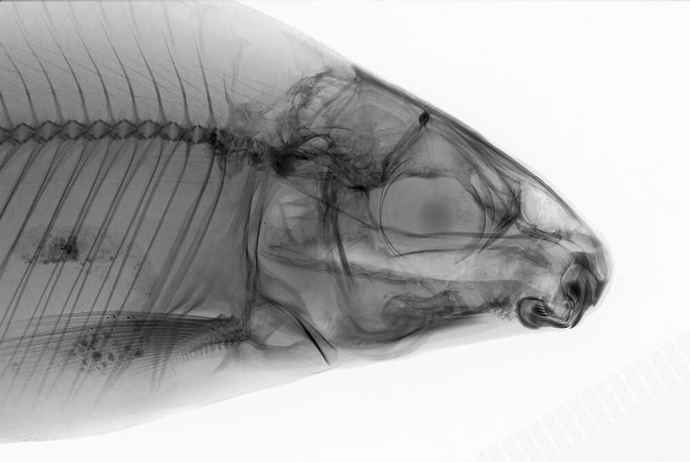 Imagem de Distichodus atroventralis Boulenger 1898