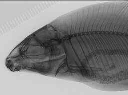 Imagem de Distichodus atroventralis Boulenger 1898