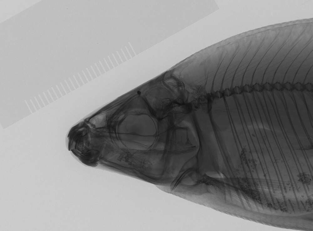 Image of Distichodus antonii Schilthuis 1891