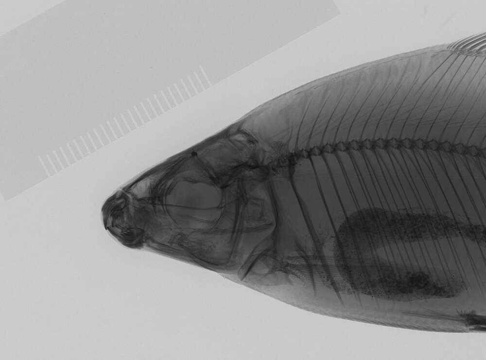 Image of Distichodus antonii Schilthuis 1891