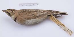 Image of Eremophila alpestris alpestris (Linnaeus 1758)