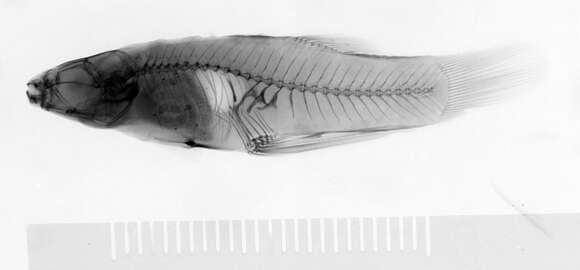 Image of Creole Topminnow