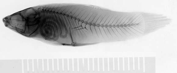 Image of Creole Topminnow