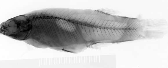 Image of Creole Topminnow