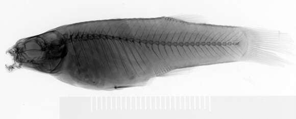 Image of Creole Topminnow