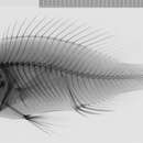 Image of Haplochromis lividus Greenwood 1956