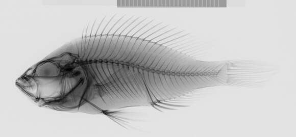 Image of Haplochromis lividus Greenwood 1956