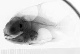 Image of ray-finned fishes