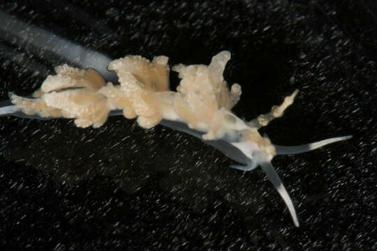 Image of Egg-eating Nudibranch