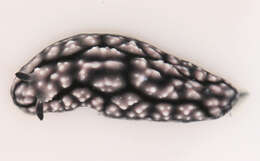Image of Lumpy black and grey slug