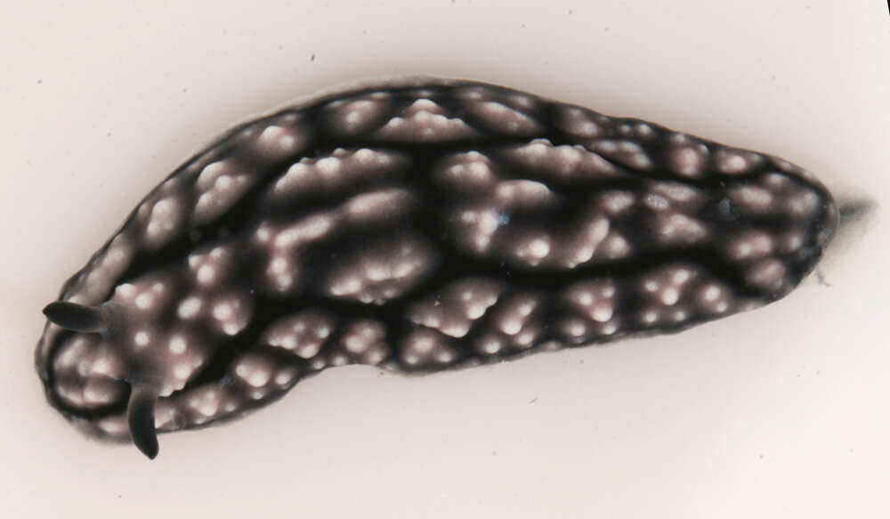 Image of Lumpy black and grey slug