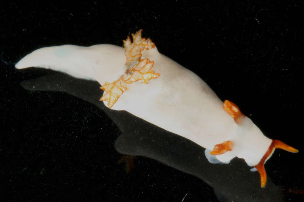 Image of Trapania gibbera Gosliner & Fahey 2008