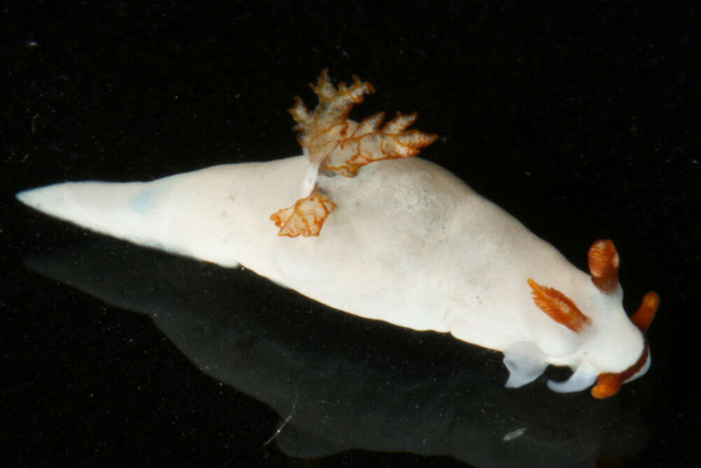 Image of Trapania gibbera Gosliner & Fahey 2008