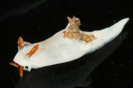 Image of Trapania gibbera Gosliner & Fahey 2008