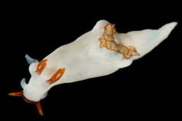 Image of Trapania gibbera Gosliner & Fahey 2008