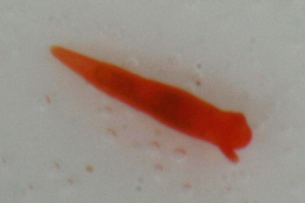 Image of Okadaiidae