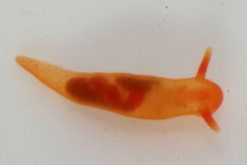 Image of Okadaiidae