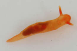 Image of Okadaiidae