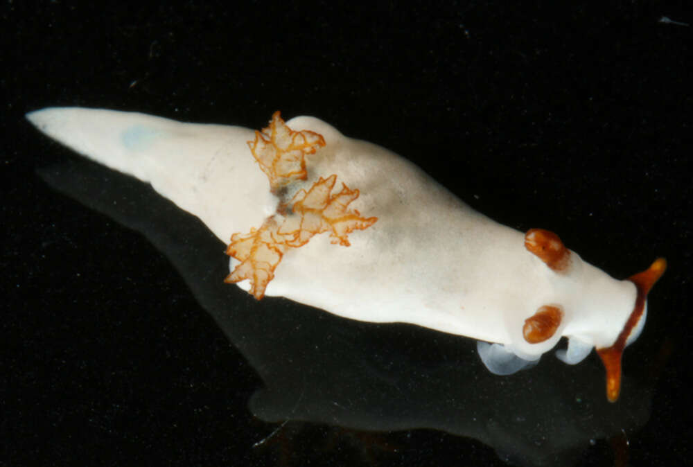 Image of Trapania gibbera Gosliner & Fahey 2008