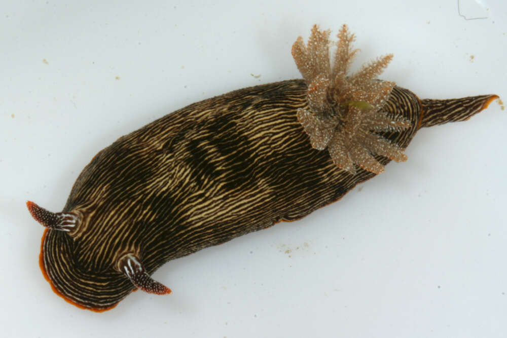 Image de Chromodoris lineolata (van Hasselt 1824)