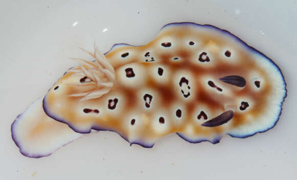 Image of Goniobranchus leopardus (Rudman 1987)