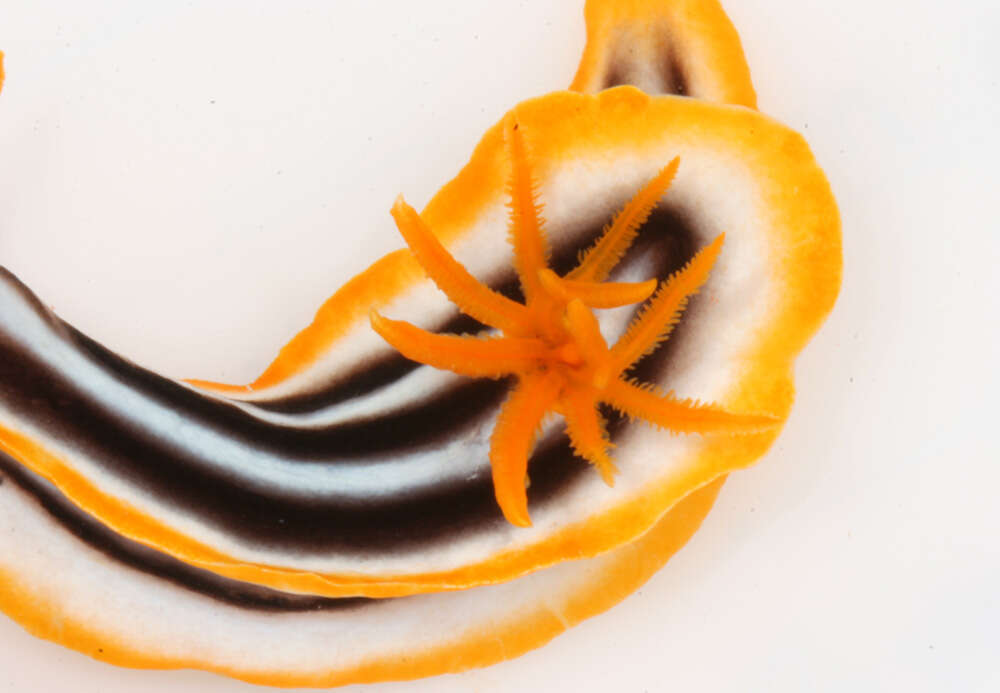 Image de Chromodoris magnifica (Quoy & Gaimard 1832)