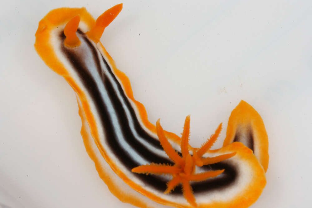 Image de Chromodoris magnifica (Quoy & Gaimard 1832)