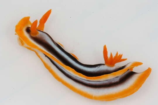 Image de Chromodoris magnifica (Quoy & Gaimard 1832)