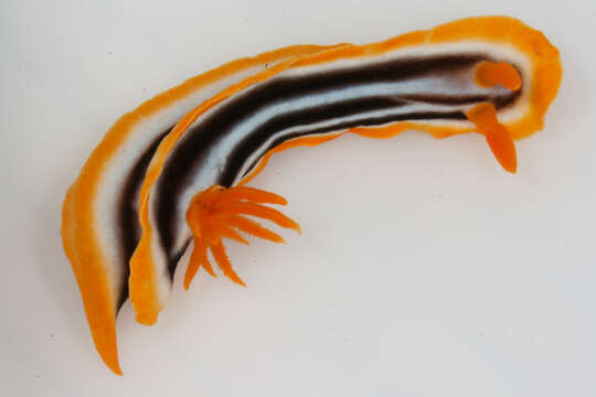 Image de Chromodoris magnifica (Quoy & Gaimard 1832)