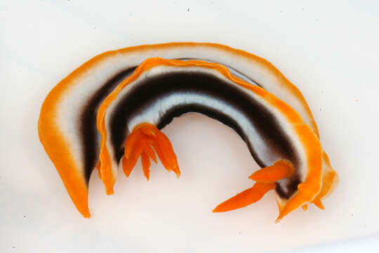 Image de Chromodoris magnifica (Quoy & Gaimard 1832)