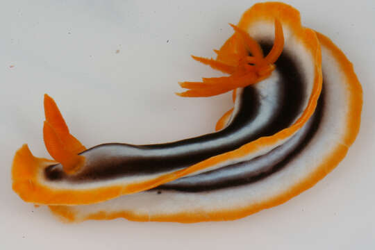 Image de Chromodoris magnifica (Quoy & Gaimard 1832)