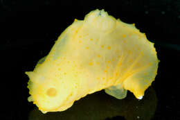 Image of Gymnodoris citrina (Bergh 1877)