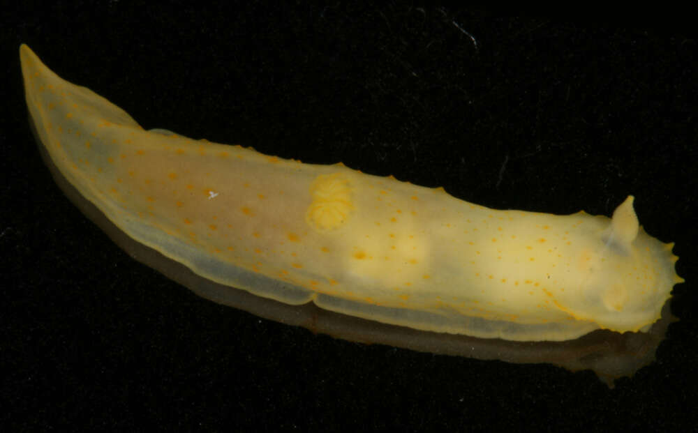 Image of Gymnodoris citrina (Bergh 1877)