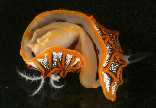 Image of Orange edged ridged black slug