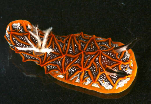 Image of Orange edged ridged black slug