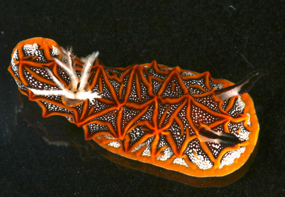 Image of Orange edged ridged black slug