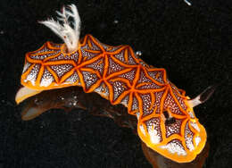 Image of Orange edged ridged black slug