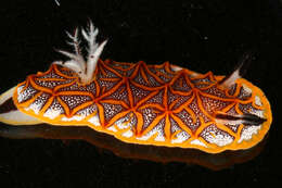 Image of Orange edged ridged black slug