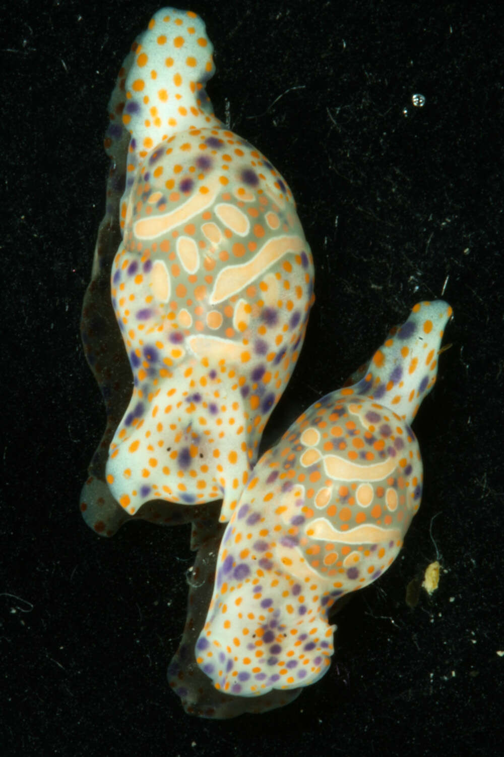 Image of <i>Haminoea cymbalum</i>