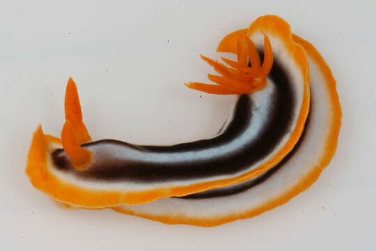 Image de Chromodoris magnifica (Quoy & Gaimard 1832)