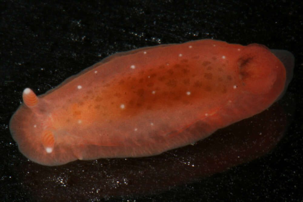 Image of Dendrodoris fumata (Rüppell & Leuckart 1830)