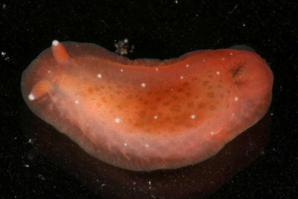 Image of Dendrodoris fumata (Rüppell & Leuckart 1830)