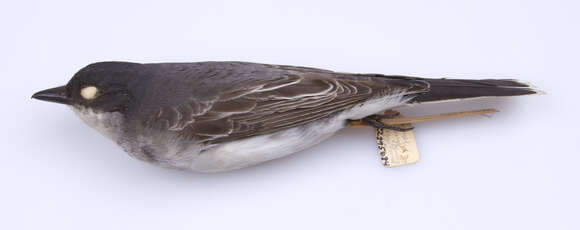 Image of Eastern Kingbird