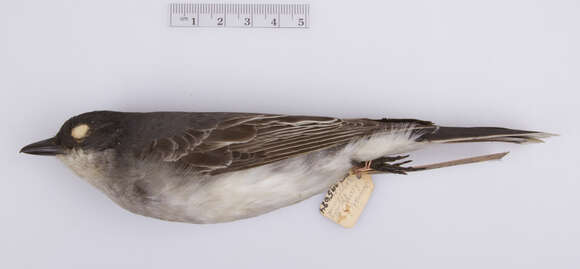 Image of Eastern Kingbird